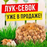 Мудрый дачник🌱 Акция! Лук севок от 69 рублей! Голландия