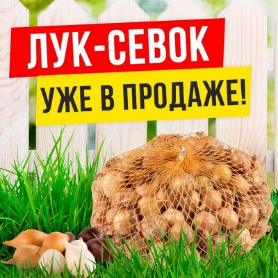 🧅🧄🧅 Лук - Севок из Голландии! Быстрая доставка