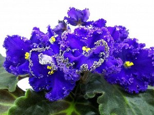 Ален Велюр Ален-Велюр (А.Вольская)
Крупные темные пурпурно-фиолетовые цветы с гофрированным краем. Слегка волнистая, с зубчатым краем, темная листва.