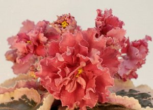Фиалка Огромные махровые кораллово-лососевые цветы. Идеальная  розетка из темно-зелёных листьев  с широкими кремовыми краями.