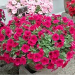 Петуния Potunia Neon