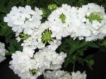 Вербена Empress Sun White