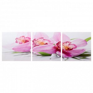 Модульная картина "Розовые орхидеи" (3-35х35) 35х105 см