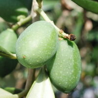 Oleox (олеокс) - гидролизованные плоды оливы