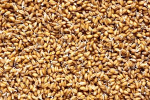 Пшеница отборная для проращивания, 500 г