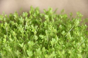Кресс-салат семена микрозелени, 100 г