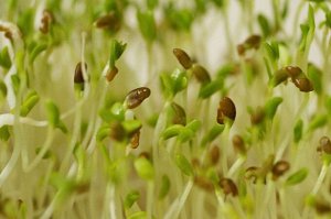 Брокколи семена микрозелени, 100 г