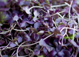 Базилик фиолетовый семена микрозелени, 100 г