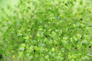 Пак-чой (бок-чой) семена микрозелени, 100 г