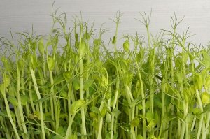 Никольские проростки Кресс-афилла семена микрозелени, 500 г
