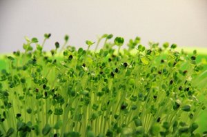 Капуста татсой семена микрозелени, 100 г