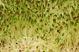 Люцерна (Альфальфа) семена микрозелени, 100 г