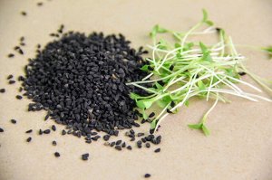 Тмин черный семена микрозелени, 100 г
