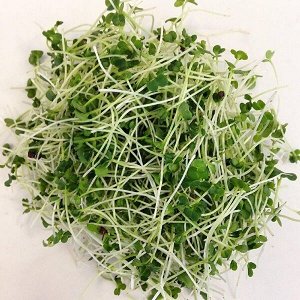 Брокколи рааб (рапини) семена микрозелени, 100 г