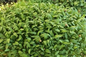 Кориандр (кинза) семена микрозелени, 100 г