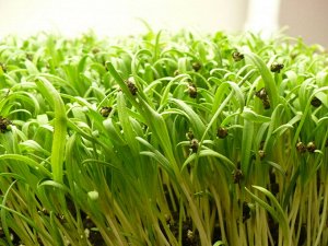 Шпинат семена микрозелени, 100 г