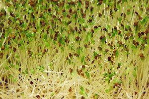 Люцерна (Альфальфа) семена микрозелени, 500 г