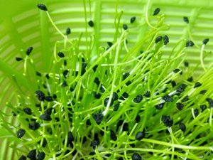 Лук-порей семена микрозелени, 500 г