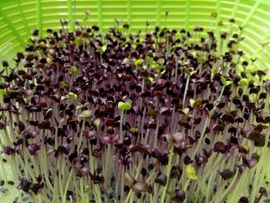 Капуста красная семена микрозелени, 500 г