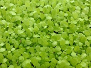Салат семена микрозелени, 100 г
