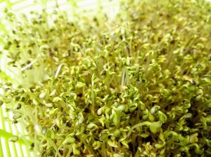 Мицуна (Мизуна) семена микрозелени, 100 г