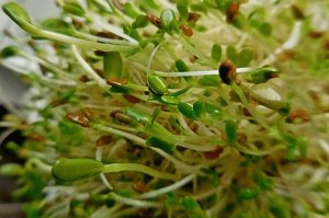 Клевер семена микрозелени, 100г