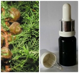 15 Натуральное 100% эфирное масло без добавок Кипарис испанский Cupressus sempervirens