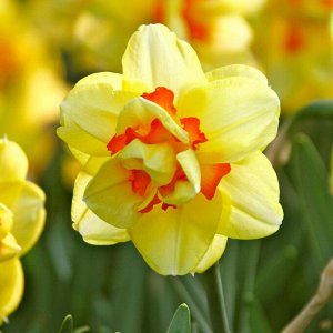 Таити Таити - высота растения 40 см, цветок желтый с ярко-красным центром, в начале и в полном цветении необыкновенно яркий, привлекательный цветок, к концу цветения светлеет, но форму держит очень хо