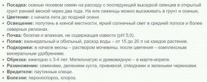 Гортензия древовидная Инкредибл