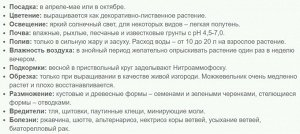 Можжевельник горизонтальный Принц Уэльский