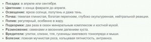 Морозник восточный Анемона Пинк