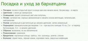 Бархатцы Русти Ред