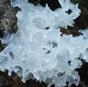 Ледяной гриб (Тремелла)