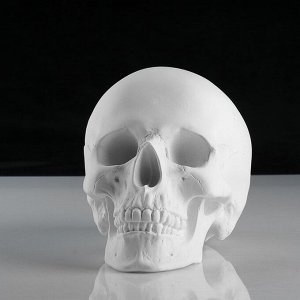 Гипсовая фигура анатомическая: «‎ЧЕРЕП анатомический», 14.5x22x16.5 см