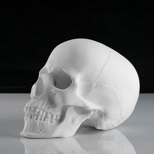 Гипсовая фигура анатомическая: «‎ЧЕРЕП анатомический», 14.5x22x16.5 см