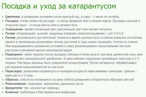 Катарантус розовый (Винка) Тату Блэк Черри