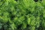 Укроп Кустовой