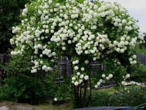 Калина бульденеж цветы