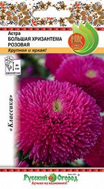 Цветы Астра Большая хризантема розовая (50шт)