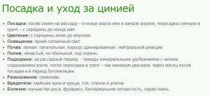 Цинния георгиноцветковая Фиолетовая королева