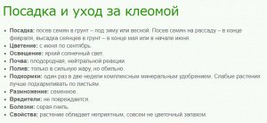 Клеома Цветной фонтан, смесь