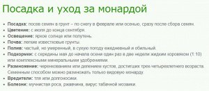 Монарда лимонная Мона Лиза