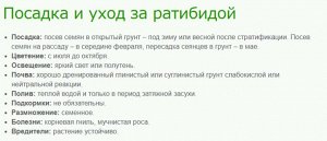 Ратибида Мексиканская шляпа