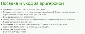 Эригерон Розовый бриллиант