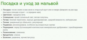 Мальва лесная Зебра