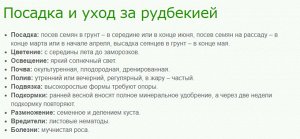 Рудбекия Чери Бренди