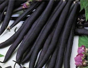 Фасоль овощная Виолетта
