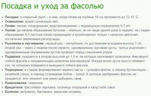 Фасоль спаржевая Шеф-Повар