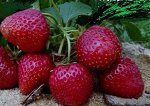 Черный принц. Земляничный аромат