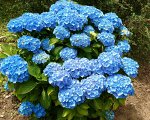 Гортензия(Hydrangea) крупнолистовая Nikko Blue